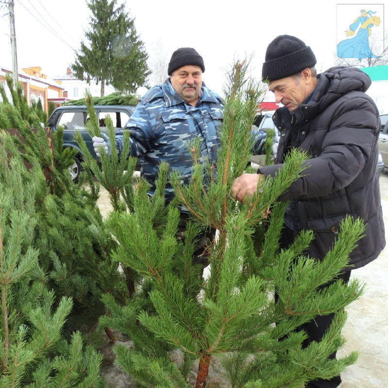 За елками в Нижнедевицк!.